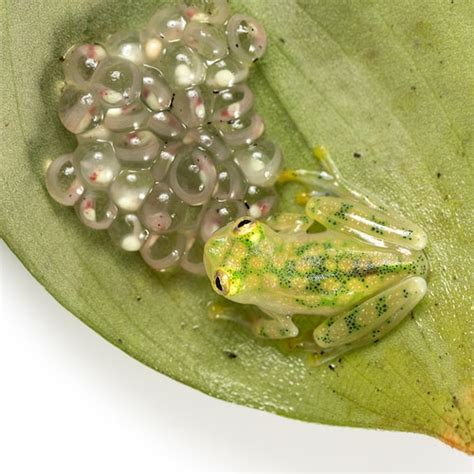 Glass Frog With Eggs Etsy