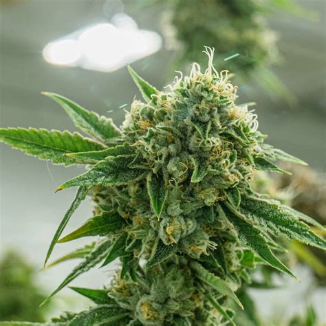 Buy The Best Medical Cannabis Seeds Online From Top Company