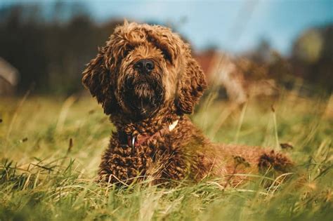 The Irish Doodle Your Ultimate Breed Review Your Dog Advisor