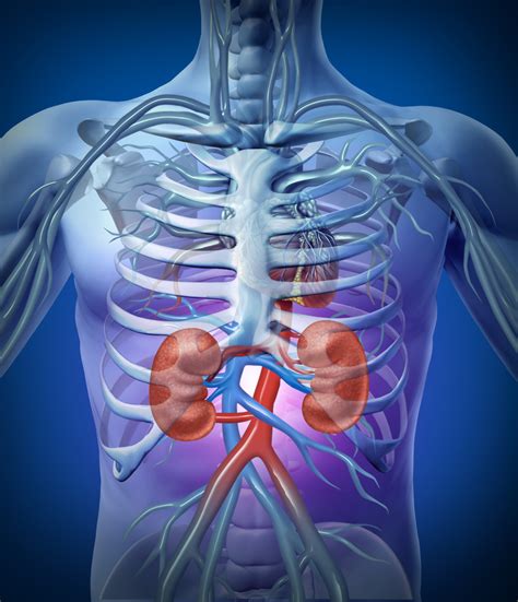 They are beneath the rib cage with one kidney on eit. Are The Kidneys Located Inside Of The Rib Cage : Sudden ...