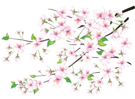 Sakura Png Transparent Image Download Size 3013x2202px