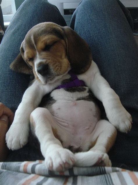 Oh My Gosh Look At His Puppy Belly And Big Paws Cutest Thing Ever
