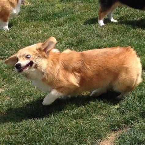 The 22 Most Important Corgis Of 2015