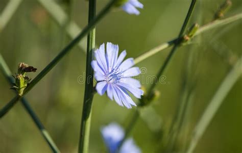 Chicory Flower In The Meadow Stock Image Image Of Flower Blossom