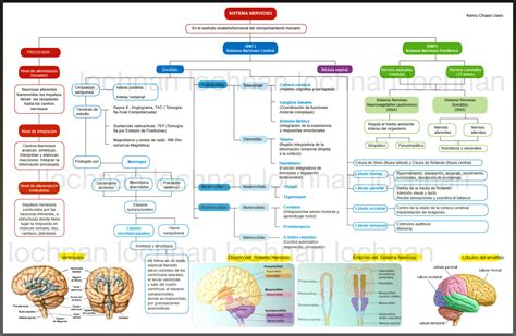 Sistema Nervioso Mapa Conceptual Sus Partes Funciones Background Porn Sex Picture