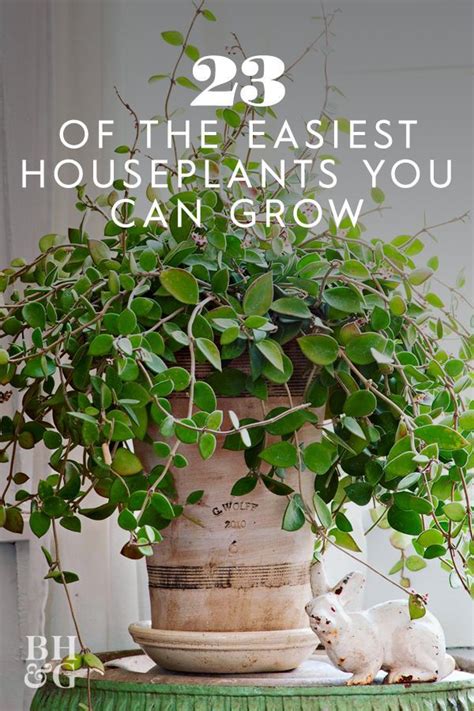 23 Of The Easiest Houseplants You Can Grow In 2020 Easy Plants To