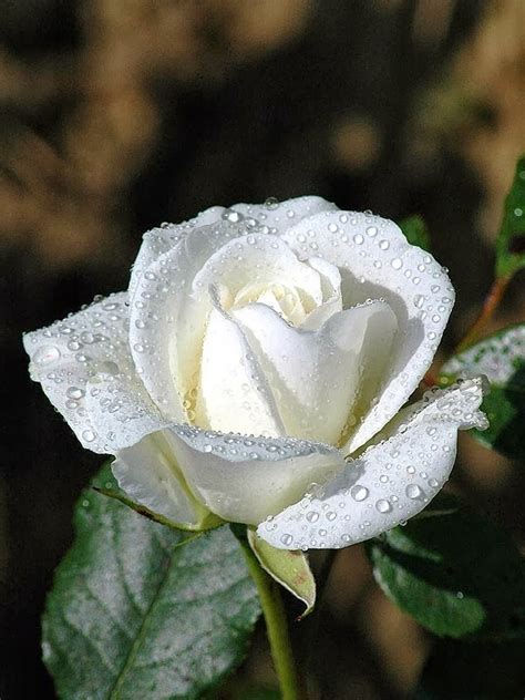 Gambar Bunga Mawar Putih Yang Cantik Terbaru