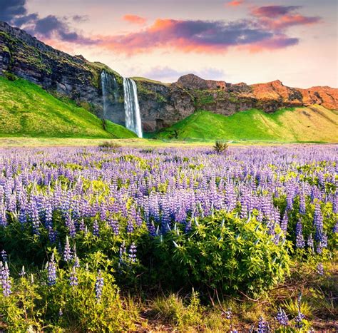 Picturesque Morning View Of Seljalandfoss Waterfall On Seljalandsa