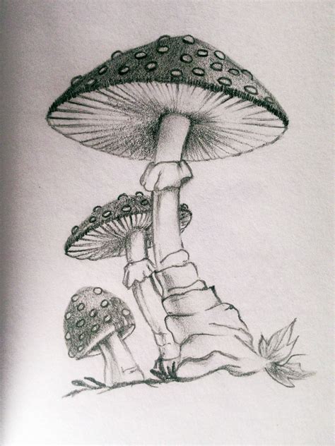 Newest For Mushrooms Drawing Perangkat Sekolah