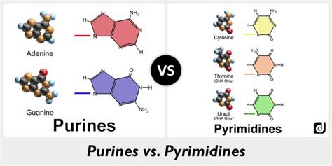 Difference Between Purines And Pyrimidines Different Map Books