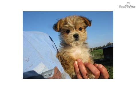 Find yorkie in dogs & puppies for rehoming | find dogs and puppies locally for sale or adoption in canada : Yorkiepoo - Yorkie Poo puppy for sale near Southeast Missouri, Missouri | 826bcab6-6b71