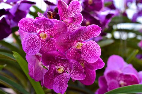 20 Types Of Orchids To Use As Houseplants