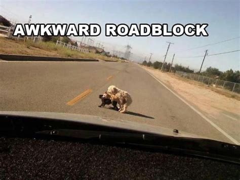 Awkward Roadblock Funny Pictures Pinterest Humor Dump A Day