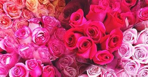 Roses In Shades Of Pink ~ Photos Hub