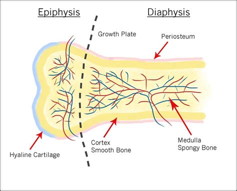 Long Bone Diagram And Labelling