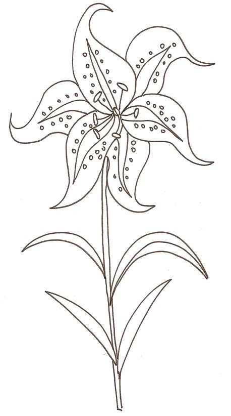 Noir et blanc lys illustration de dessin vectoriel. coloriage de fleur : le lys - Tête à modeler