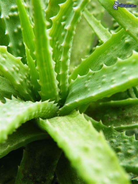 Free download aloe vera wallpaper, here we provide some of wallpaper on aloe vera, as well asaloe vera image and aloe vera picture. Aloe Vera