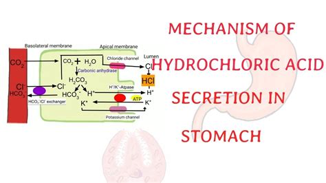 Mechanism Of Hydrochloric Acid Secretion In Stomach