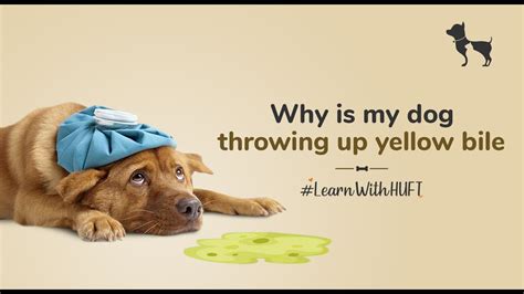 Why Is My Dog Throwing Up Yellow Bile I 4 Useful Tips To Follow