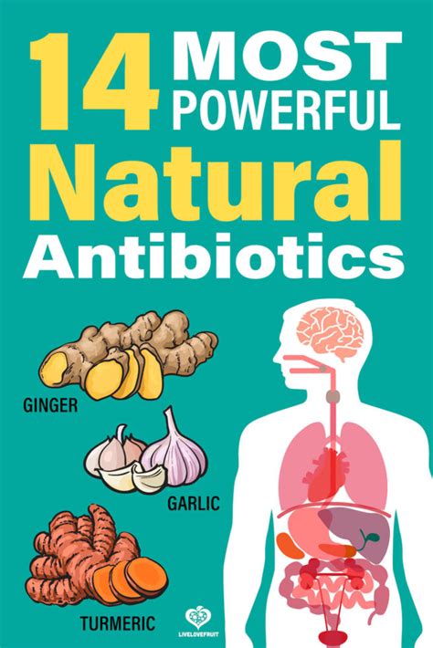 14 Most Powerful Natural Antibiotics Known To Humankind Live Love Fruit