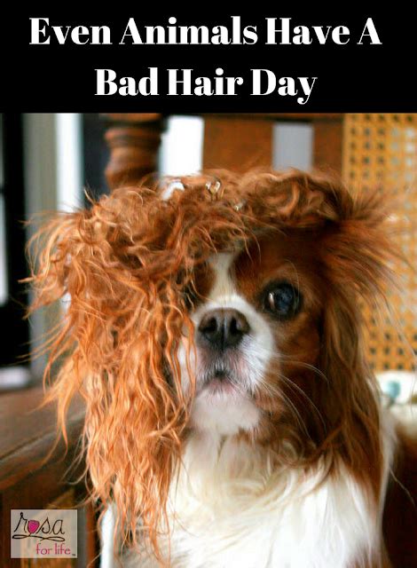 Even Animals Have A Bad Hair Day Bad Hair Day Animals Hair Day