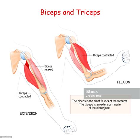 Biceps Och Triceps Vektorgrafik Och Fler Bilder På Biceps Biceps Muskel Anatomi Istock