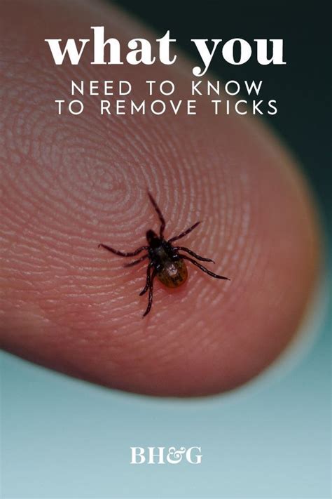 The Best Ways To Prevent And Remove Ticks In 2021 Ticks Tick Removal