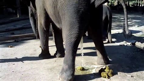 Świeży Mocz Słonia To Ona Fresh Urine Of Elephant Youtube