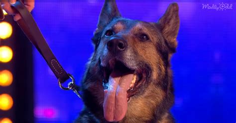Psychic Police Dog Shocks Judges With His Incredible Telepathy Skills