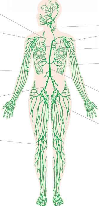Lymphatic drainage - Anatomy and Physiology - Doctor Steve Abel