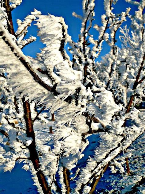 Hoar Frost Photograph By Rea Gallery Fine Art America