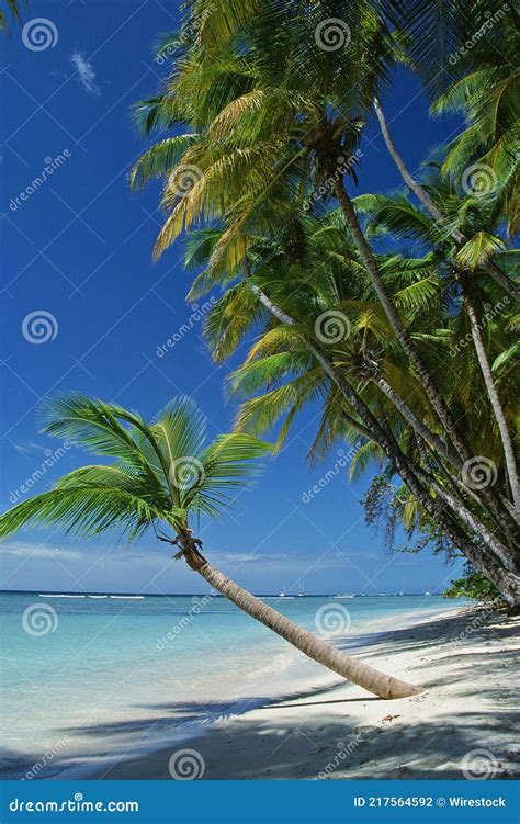 Amazing View Of A Tropical Sandy Beach With Palm Trees On Tobago Island