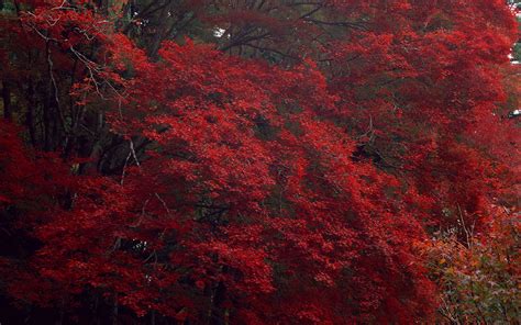 Wallpaper Trees Red Branch Dry Autumn Flower High Season Land