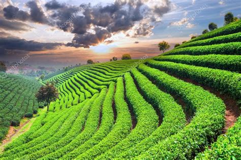 Tea Plantations In China Stock Photo By ©zhudifeng 72375607