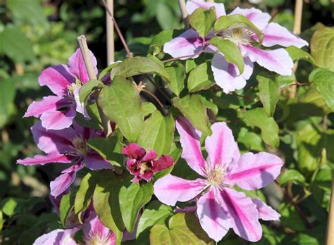 We did not find results for: Waldrebe Bees Jubilae - Clematis Hybriden Bees Jubilae ...