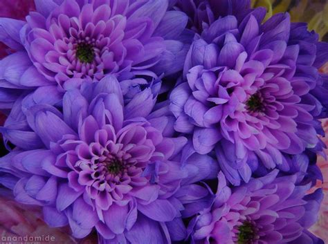 Best Favorite Flowers In The World Purple Flowers