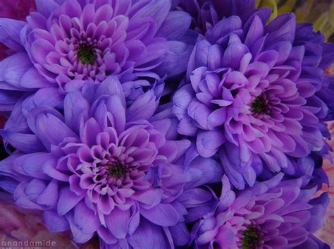 See more ideas about purple, purple and black, purple love. Best Favorite Flowers In The World: Purple Flowers