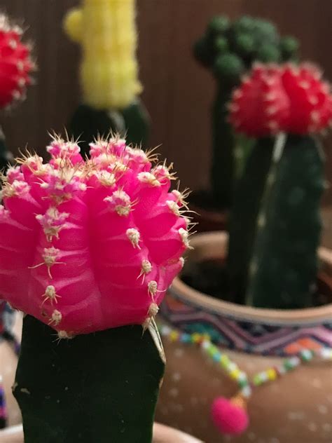 All You Need To Know About Growing Moon Cacti Ruby Ball Cacti