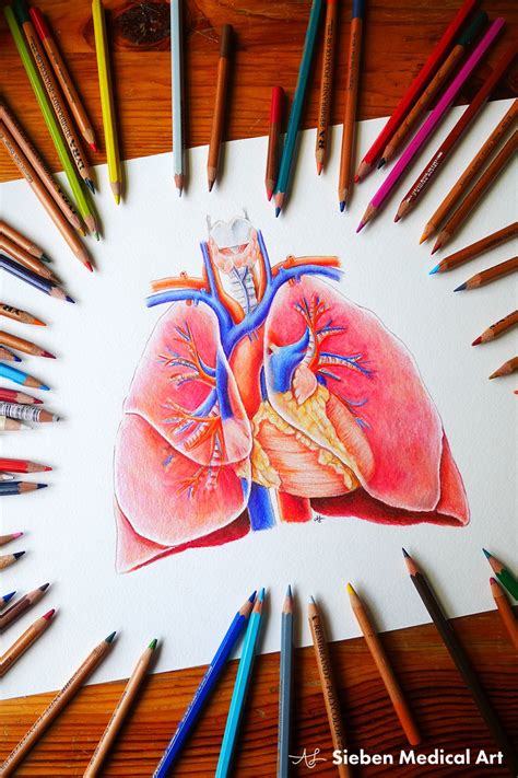 Lungs Drawing Anatomy Drawing Anatomy Art Science Drawing Science