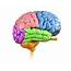 Brain Anatomy The 4 Lobes Structures And Functions
