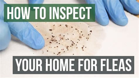 How To Inspect Your Home For Fleas 4 Easy Steps You