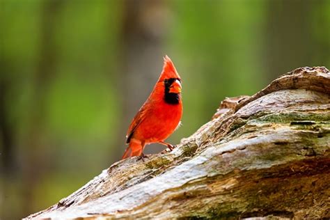 Ohio Birdwatching Bird Informer