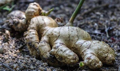 Harvesting Ginger Root Tips On How And When To Pick Ginger