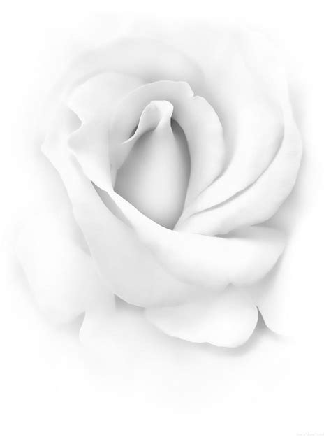 Delicate Rose Flower Monochrome Photograph By Jennie Marie Schell Pixels