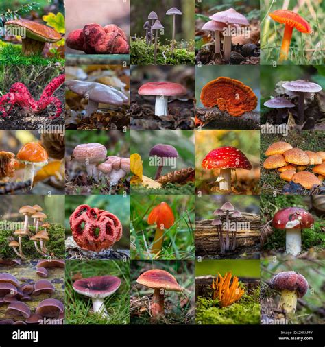 Collage Of Wild Mushrooms In The Woods Stock Photo Alamy