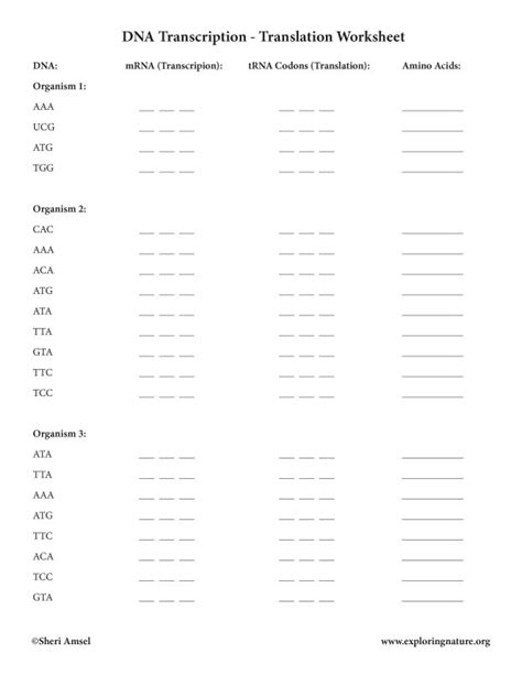 Dna replication and rna transcription and translation. Transcription And Translation Practice Worksheet Answer ...