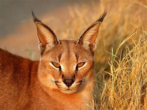 Wild Cats The Caracal