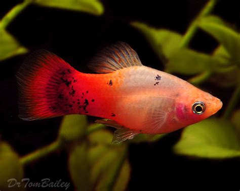 Видео seafoam mickey mouse platy underwater. Information about Platys - How to keep and breed Platy ...
