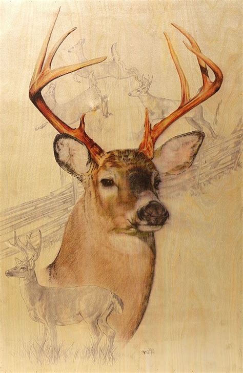 Supercoloring.com is a super fun for all ages: White-Tailed Deer wall art --I plan on having some of my ...