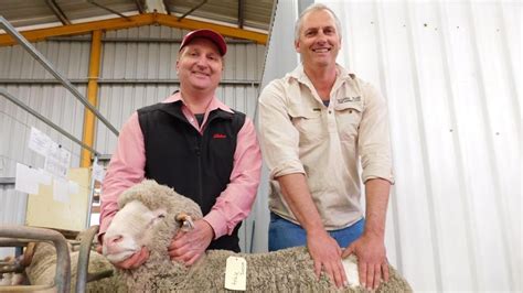 Multi Breed Ram Sales Wet Esperance Whistle The West Australian